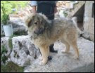 Ciobanesc caucazian