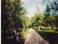 Imagini Parcul central Videle | Galerie Foto Videle